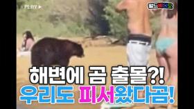 해변에 곰 출몰?!! 불볕더위에 피서왔다곰!