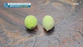 발효액의 양대 산맥, 매실 vs 개복숭아! 효능 차이는? MBN 210702 방송