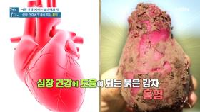 여름철 주목! 심장 건강에 도움 되는 붉은 감자, '홍영' MBN 210709 방송