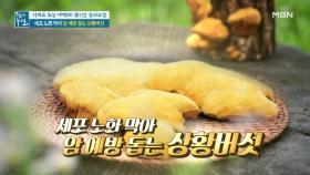 세포 노화 막아 암 예방 돕는 '상황버섯' MBN 210716 방송