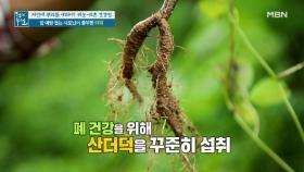 암 예방 돕는 산속 산야초! 사포닌 풍부한 '더덕' MBN 210716 방송