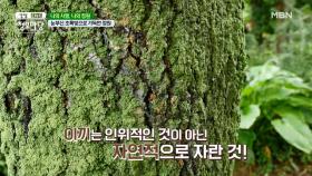 싱그러운 초록빛 자연이 선사해 주는 아름다움 MBN 210721 방송