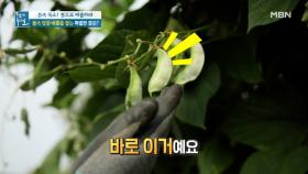 몸속 염증 배출 돕는 특별한 콩의 정체는? MBN 210903 방송