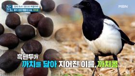 몸속 염증 배출에 도움 되는 '까치콩' MBN 210903 방송