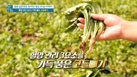 고혈압 완화 돕는 약사초, '고들빼기' MBN 210924 방송