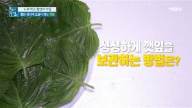 깻잎에 관한 이모저모! 깻잎 고르기부터 깻잎 보관법까지 MBN 211001 방송