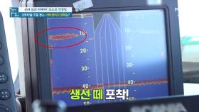 코르티솔 조절 돕는 서해 '금치'의 정체는? MBN 211008 방송