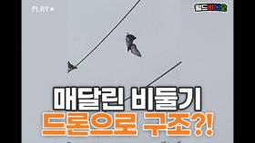 전선에 매달린 비둘기? 드론으로 구조!