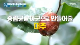 제철 맞이! 장내 중립균 확보를 돕는 '대추' MBN 211015 방송