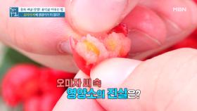 원액? 과육? 씨? 장내 유해균 감소 돕는 오미자 청 섭취법! MBN 211015 방송