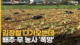 김장철 다가오는데…배추·무 농사 '폭망'에 한숨 [이슈픽]