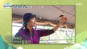 [희귀 영상] 야생 곤줄박이를 길들인 신비한 식당 사장님! MBN 211122 방송
