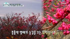 전직 국립수목원 원장님이 알려주는 본격 나무 강의 산행! MBN 211122 방송