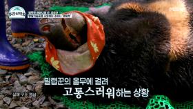 [실제 영상] 올무에 걸려 고통스러워하는 반달가슴곰 수술 현장! MBN 211206 방송