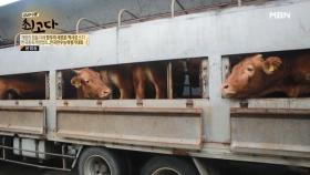 각 농가의 가장 우수한 소들이 모여 평가받는 날 MBN 221126 방송