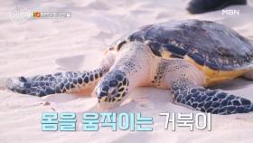 ※감동주의ㅠㅠ※ 환경파괴로 잘 걷지도 못했던 거북이... 바다로 나아가는 순간♥ MBN 230530 방송