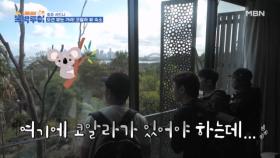 호텔방에서 코알라랑 눈 마주치는 거 어떤데. MBN 231125 방송