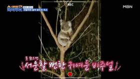 호주에 왔으니 코알라랑 같이 자야지?! MBN 231202 방송