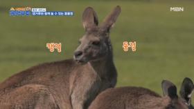 사탄들의 독박게임에 캥거루의 등장이라…ㅎ 재밌어지겠네 MBN 231202 방송