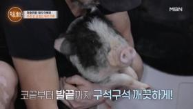 텐트에서 돼지들을 끌어안고 잠을 자던 지흥선씨가 오랜만에 집에 간 이유 MBN 240411 방송