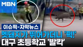 [자막뉴스] 멧돼지가 뛰어가더니 '퍽!'…야생 멧돼지에 대구 초등학교 '발칵' | 이슈픽