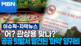[자막뉴스] ＂어? 관상용 맞나?＂ 공공 텃밭서 발견된 '마약' 양귀비 | 이슈픽