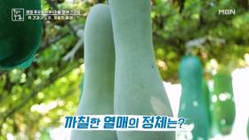 위 건강에 도움주는 까칠한 열매는? MBN 240913 방송