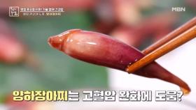 고혈압 맞춤 식재료, 양하 활용법은? MBN 240913 방송