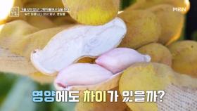 일반 땅콩보다 영양이 풍부한 풋땅콩? MBN 240920 방송