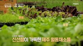 춥고 추운 겨울철! 맛있게 건강 챙기는 월동채소의 등장! MBN 241215 방송