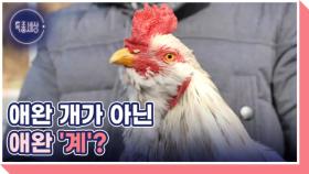 닭과 함께 먹고 자는 할아버지(?) 그 사연은? MBN 241226 방송