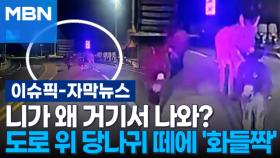 [자막뉴스] 니가 왜 거기서 나와?…도로 위 당나귀 떼에 '화들짝' | 이슈픽