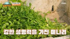 봄을 닮은 미나리 수확 현장! MBN 250312 방송