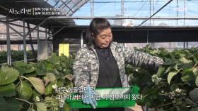 힘든 시절을 이겨낸 농장, 지금은 남편 때문에 속 터지는 아내! MBN 250316 방송