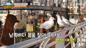 남쪽에 찾아온 봄, 부산 여행! ＜브라보 마이 라이프＞ MBN 250331 방송