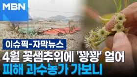 [자막뉴스] 4월 꽃샘추위에 '꽝꽝' 얼어, 피해 과수농가 가보니 | 이슈픽