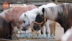 미니말과 여행을 떠나는 이유! MBN 250710 방송