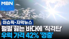 [자막뉴스] 펄펄 끓는 바다에 '직격탄'…우럭 가격 42% '껑충' | 이슈픽