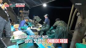 여름의 맛! 농어 조업 현장 MBN 250723 방송