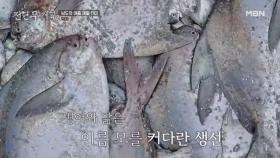 병어보다 2배 크고, 방어보다 3배 부드럽다… 역대급 횟감인 이 생선? MBN 250725 방송