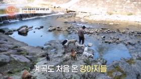 강아지들을 위한 특별 여행 MBN 251002 방송