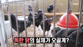독한 닭의 정체는 오골계? MBN 251003 방송