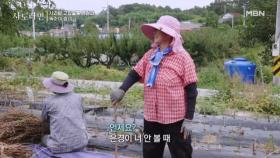 깨밭에서 피어나는 가족의 웃음!! MBN 251005 방송