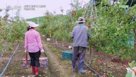 [선공개] 사과밭 고집불통 영감과 똑순이 효녀 MBN 251005 방송