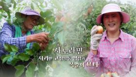 [708회] 사과밭 고집불통 영감과 똑순이 효녀 MBN 251005 방송