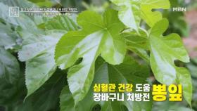 심혈관 건강에 도움 준 뽕잎 MBN 251010 방송