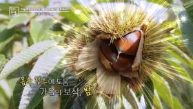 가을의 보석, 밤 MBN 251017 방송