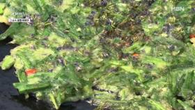 색도 향도 맛도 완벽! 지금까지 이런 전은 없었다 MBN 251022 방송