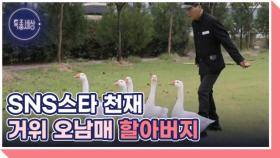 신호등 건너는 천재 거위 오남매와 할아버지 MBN 251023 방송