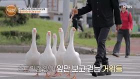 어디서든 시선 집중? 전주의 슈퍼스타, 횡단보도 건너는 천재 거위 5남매! MBN 251023 방송